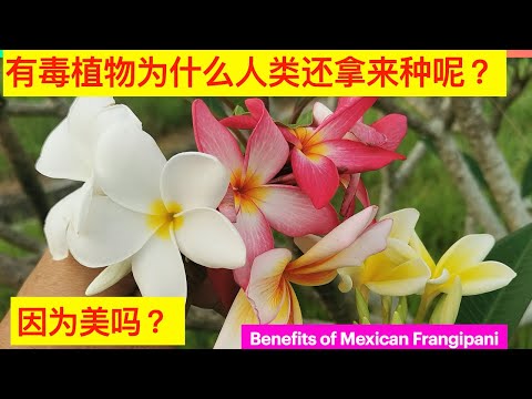 听说，天上有这种鸡蛋花已流传千年。现在人类拿来做什么呢 ？Plumeria rubra  benefit . Bahaya Bunga kemboja。