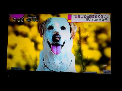 警察犬　💖きなこ💖