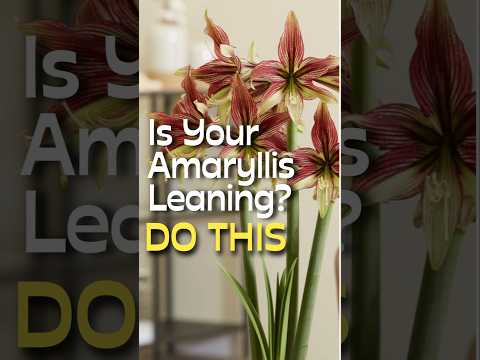 Fix Your Amaryllis Stems with This Simple Trick #shorts #amaryllis