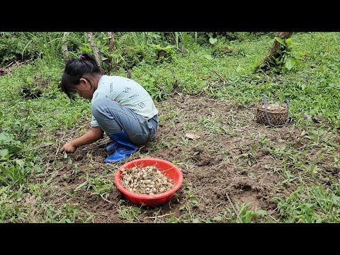 Poor girl, harvesting onions, Uncle Quoc helps make the house wall frame