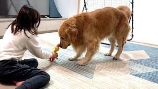 姉に元気をもらいながら、悲しいことも乗り越える愛犬が可愛い【ゴールデンレトリバー】