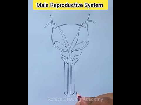 Male Reproductive Part Diagram | #drawing #biodiagram #class10 #cbse #importantdiagrams