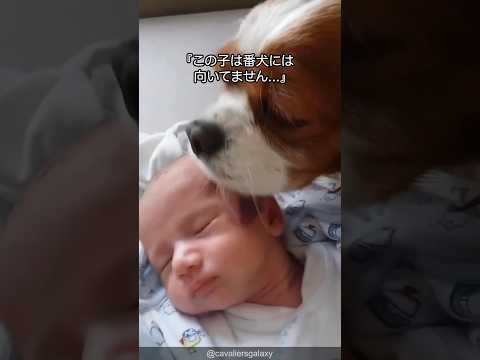 【番犬無理】キャバリアの可愛さがわかる1分解説