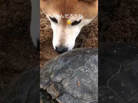 初めて見る亀に柴犬が。。。😅