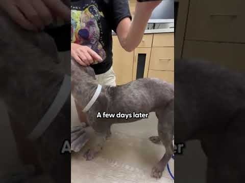 Skinny Stray Pittie Shows Up On Woman's Doorstep During Hurricane | The Dodo