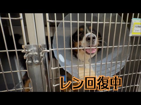 レンちゃんの現状報告