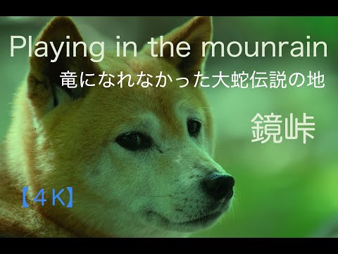 【鏡峠🐍大蛇伝説に思いを馳せる旅🐕】京都丹波南丹市美山町と日吉町の境に鏡峠（鏡坂とも）呼ばれる古道が残っています😊この山麓にあおいさんと伝説の痕跡を求めて歩るきました❗️山岳犬あおいの山歩き🐶