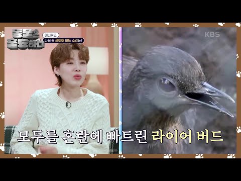 [애니퀴즈] 모두를 혼란에 빠트린 라이어 버드 [동물은 훌륭하다] | KBS 250310 방송