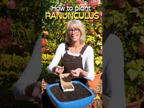 The Best Ranunculus Planting Tips For Beginners! #shorts