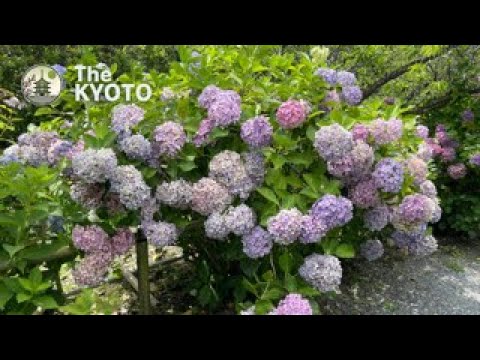 Matsuo Taisha to Umemiya Shrine: A Beautiful Hydrangea Stroll