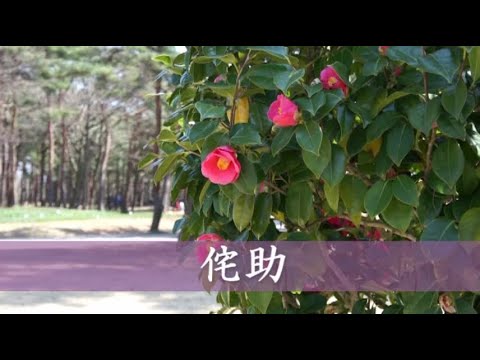 侘助（わびすけ）　石川さゆり