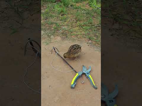 Amazing Skill: Really Easy Bird Trap #shortvideo #animaltrap #ytshorts