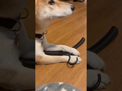 柴犬三太君　オヤツをもらう方法