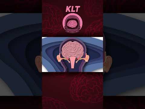 Explore The 3 Parts Of Your Ear! | KLT Anatomy #shorts