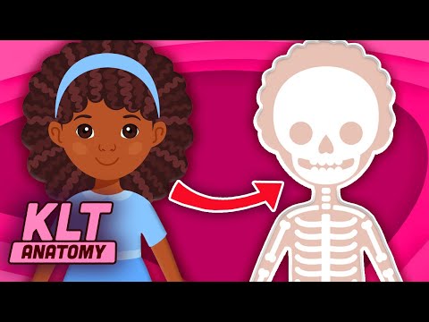 Some Of The Bones In YOUR Body! | KLT Anatomy