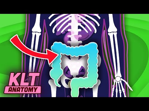 The Large Intestine Song! | KLT Anatomy