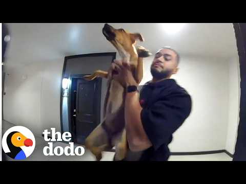 Her Fiancé Brought Home A Stray From The Cold | The Dodo