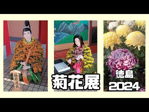 秋の彩り！吉野川市役所イベント広場で開催中の菊花展/徳島