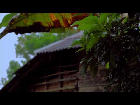 Rain Sounds on Leafes without Thunder to Fall Asleep, Meditate, Study or Relax