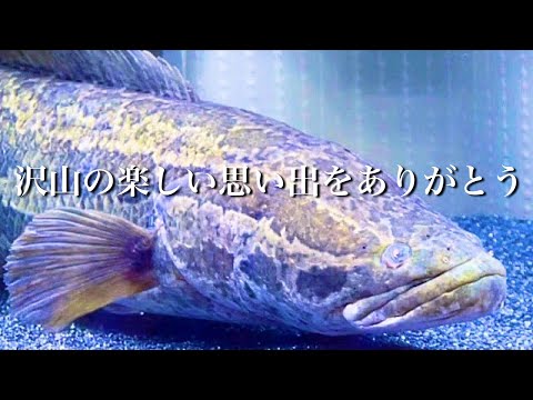 雷魚は天国に行きました。