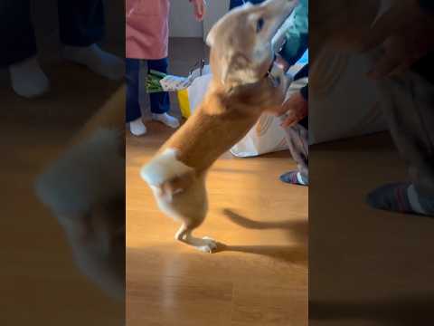 柴犬三太君　愛するじいじばあば