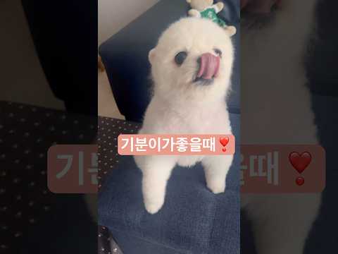 ❣️강아지 행동언어❣️레체기분좋을때#꼬리콥터 #귀여운강아지 #강아지행동#강아지일상 #pomeranian #cutedog #shorts #강아지쇼츠