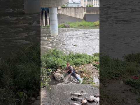 Carp flowing together water down from top of dam