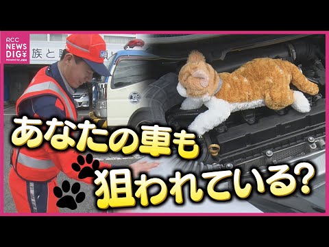 エンジンルームの断熱材がボロボロに　「車のどこからか鳴き声が…」車体に潜り込む小動物に相次ぐ救助要請　“猫バンバン”で救える命とＪＡＦ直伝対処法　そのまま走行で車故障リスク　子猫の独り立ち時期に急増も