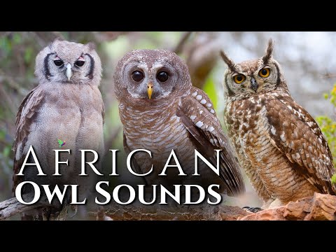 The Best Owl Sounds🦉The Sounds of African Owls🎶