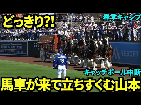 山本キャッチボール中にフィールドに馬車が！！キャッチボールを中断して唖然とする山本由伸ww【現地映像】2025年3月11日スプリングトレーニング ダイヤモンドバックス戦