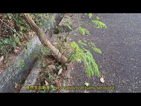 被颱風吹倒的樹幹頑強的不向現實低頭 Tree trunk blown down by typhoon stubbornly strives for survival mhp3588 jan2024