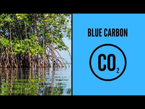 How To Invest In Blue Carbon Credits