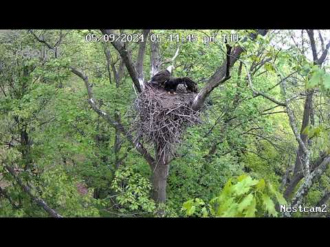 First videos of nest cam