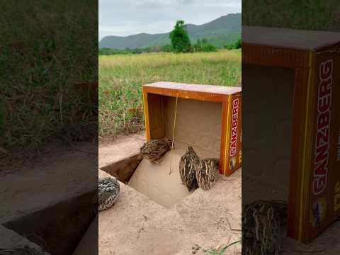 really good unique quail trap using cardboard box #shortsvideo #shorts