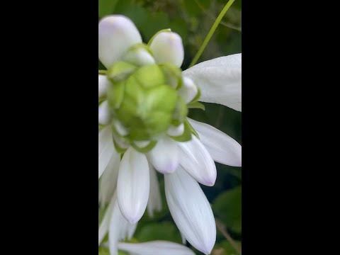 Discover The Versatility Of Hostas In Your Garden