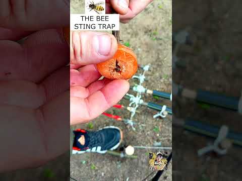 THE BEE STING TRAP  #trapping #trap #survival #survivaljungletrap #metaldetecting #trapmaking