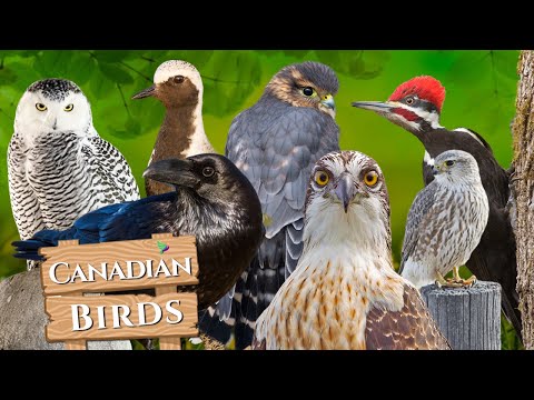 10 Unusual Birds of Canada🐦  Canadian Birds and their Sounds🎶