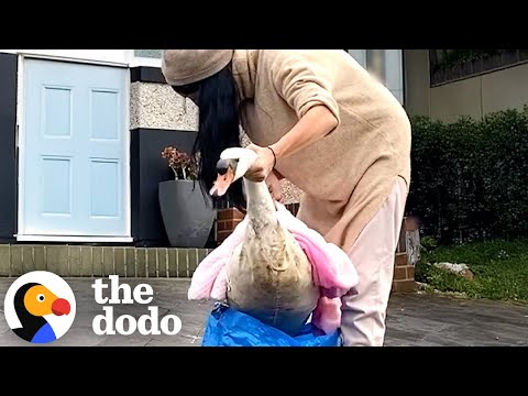 Swan Rescued From Busy Street With An Ikea Bag | The Dodo