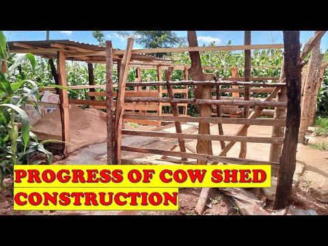 cow shed construction progress