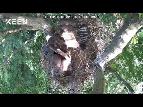 6/09/24 Parent and both eaglets appear to be protecting food