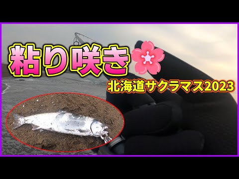 【北海道サクラマス2023】木古内知内方面：待望のサクラマス🌸とアメマスとボウズ！