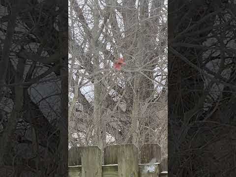 #cardinal #birds  #wildlife