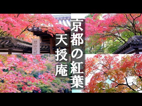 2024 Kyoto🍂Foliage at Nanzenji Temple/Kyoto Autumn Foliage Famous Place/Kyoto Travel & Sightseeing