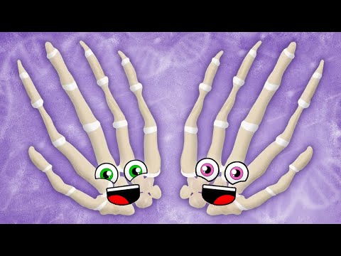 All Of The Bones In Your Hands | KLT Anatomy