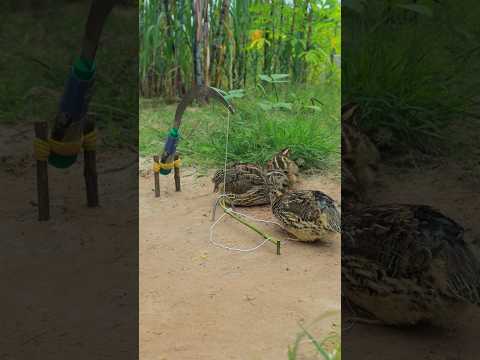 Outdoor quail trap DIY #ytshorts #animaltrap #shortvideo #birds #techniqueuniquetrap #amazingtrap