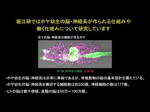 笹倉研・堀江研_紹介動画